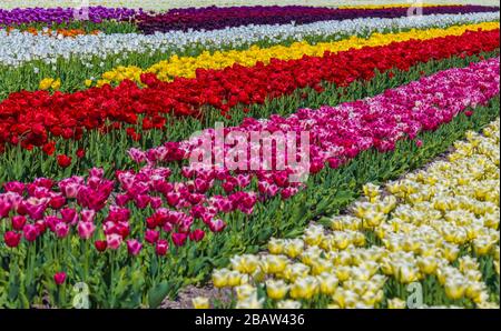 Bunte Tulpenfelder in der Nähe eines Dorfes im Frühjahr. Berkmeer, Koggenland, Nordholland, Niederlande, Europa. Stockfoto