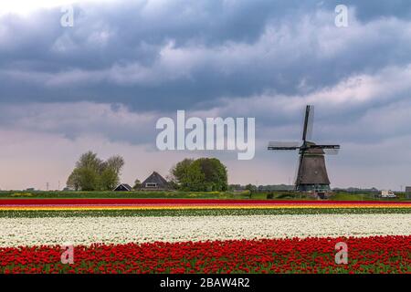 Dunkle Wolken auf Feldern mit bunten Tulpen und Windmühle. Berkmeer, Koggenland, Nordholland, Niederlande, Europa. Stockfoto