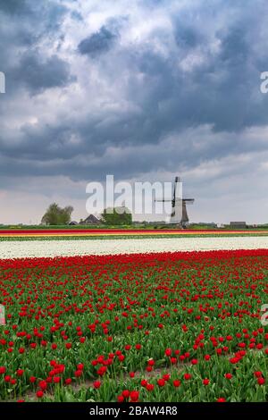 Dunkle Wolken auf Feldern mit bunten Tulpen und Windmühle. Berkmeer, Koggenland, Nordholland, Niederlande, Europa. Stockfoto