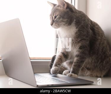 Fokussierte, ernsthafte Katze arbeitet ferngesteuert auf einem Laptop und sitzt zu Hause auf einem Fensterbrett am Fenster. Lifestyle. Stockfoto