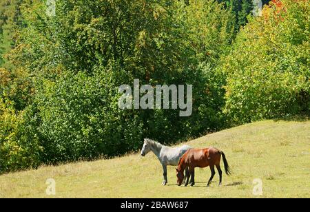 Zwei Pferde am Berghang des Mestia Highland in der Svaneti Region in Georgia Stockfoto