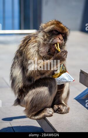 Ein barbary-affe (Macaca sylvanus), der gestohlene Knüpfe am Top of the Rock, Gibraltar isst Stockfoto