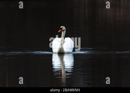 Mute Swan spritzt Wasser, während er aggressiv eine Canada Goose jagt. Stockfoto