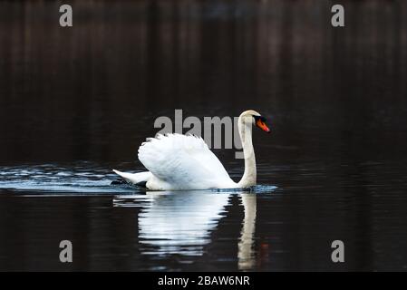 Mute Swan spritzt Wasser, während er aggressiv eine Canada Goose jagt. Stockfoto