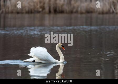 Mute Swan spritzt Wasser, während er aggressiv eine Canada Goose jagt. Stockfoto