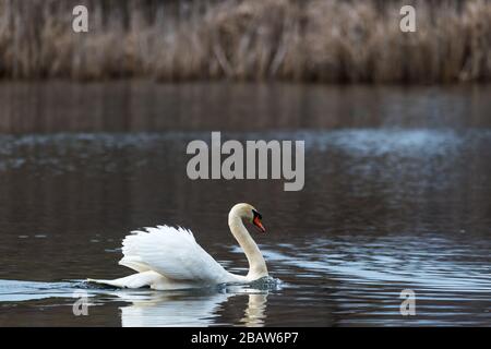 Mute Swan spritzt Wasser, während er aggressiv eine Canada Goose jagt. Stockfoto