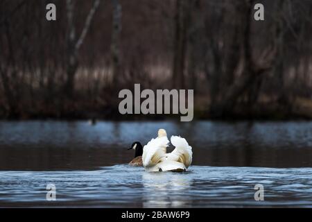 Aggressiver Mute Swan folgt und greift eine Canada Goose bei Horns Pond, Woburn, MA an. Stockfoto