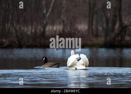 Aggressiver Mute Swan folgt und greift eine Canada Goose bei Horns Pond, Woburn, MA an. Stockfoto