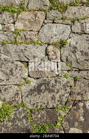 Natursteinwand aus Granit mit Unkraut, das in den Rissen wächst, Hintergrund. Jersey, Kanalinseln, Stockfoto