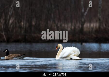 Aggressiver Mute Swan folgt und greift eine Canada Goose bei Horns Pond, Woburn, MA an. Stockfoto