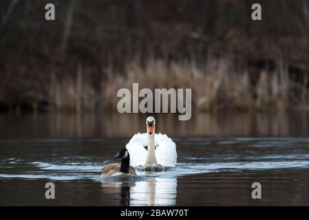 Aggressiver Mute Swan folgt und greift eine Canada Goose bei Horns Pond, Woburn, MA an. Stockfoto