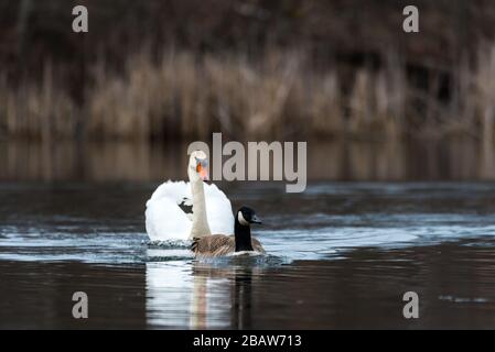 Aggressiver Mute Swan folgt und greift eine Canada Goose bei Horns Pond, Woburn, MA an. Stockfoto