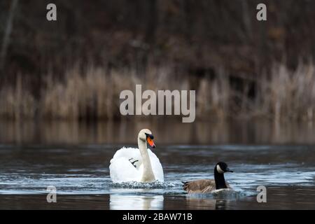 Aggressiver Mute Swan folgt und greift eine Canada Goose bei Horns Pond, Woburn, MA an. Stockfoto