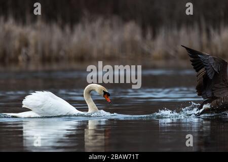 Aggressiver Mute Swan folgt und greift eine Canada Goose bei Horns Pond, Woburn, MA an. Stockfoto