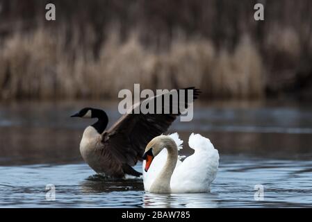 Aggressiver Mute Swan folgt und greift eine Canada Goose bei Horns Pond, Woburn, MA an. Stockfoto