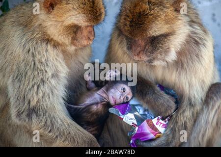 Ein Paar barbarenaffen (Macaca sylvanus) und ihr Baby, das Essen gestohlen hat, knacken am Top of the Rock, Gibraltar Stockfoto