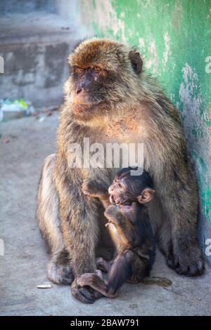 Eine Mutter und ein Baby barbary Affe (Macaca Sylvanus) am Top of the Rock, Gibraltar Stockfoto