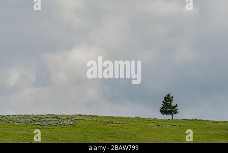 Single Tree in Field Against Cloudy Sky in Wyoming Wilderness Stockfoto