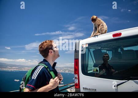 Ein Mann sieht sich einen barbary Affe (Macaca Sylvanus) am Top of the Rock, Gibraltar an Stockfoto