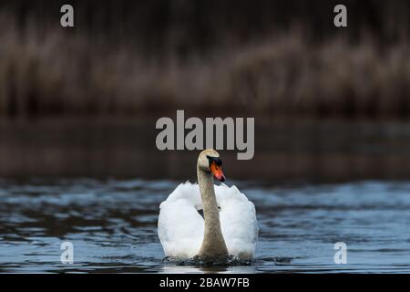 Aggressives Mute Swan Schwimmen über das Wasser, Jagd auf eine Canada Goose am Horns Pond, Woburn, MA. Stockfoto