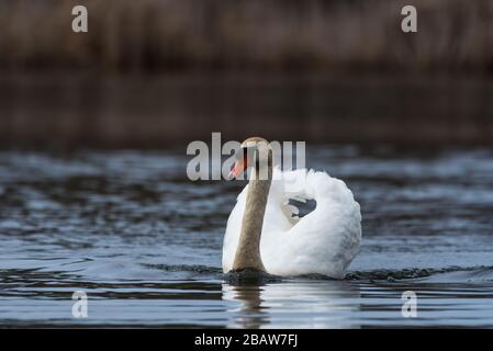 Aggressives Mute Swan Schwimmen über das Wasser, Jagd auf eine Canada Goose am Horns Pond, Woburn, MA. Stockfoto