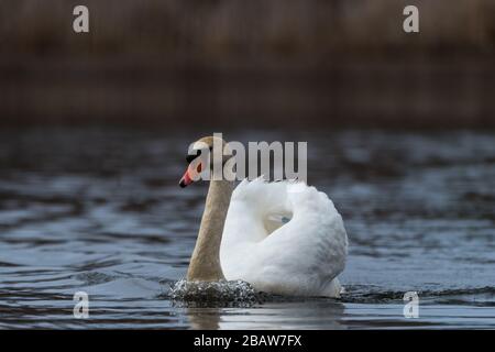 Aggressives Mute Swan Schwimmen über das Wasser, Jagd auf eine Canada Goose am Horns Pond, Woburn, MA. Stockfoto