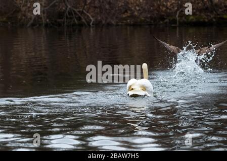 Mute Swan spritzt Wasser, während er aggressiv eine Canada Goose jagt. Stockfoto