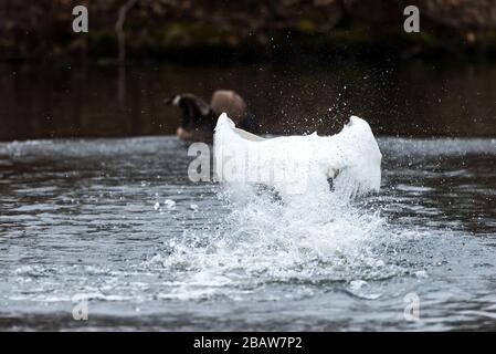 Mute Swan spritzt Wasser, während er aggressiv eine Canada Goose jagt. Stockfoto