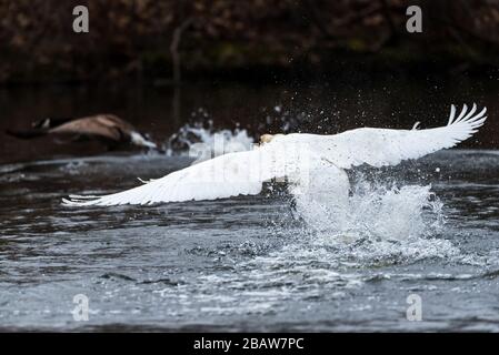 Mute Swan spritzt Wasser, während er aggressiv eine Canada Goose jagt. Stockfoto