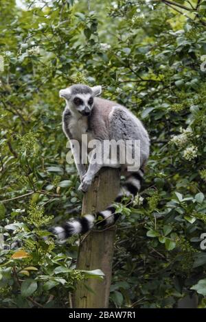 Ein mit Ringschwanzlimour sitzender Lemur auf einem Holzpfosten vor einer grünen Kulisse im Paington Zoo Stockfoto