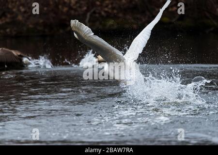 Mute Swan spritzt Wasser, während er aggressiv eine Canada Goose jagt. Stockfoto