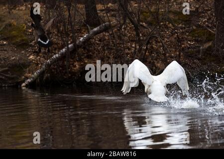 Mute Swan spritzt Wasser, während er aggressiv eine Canada Goose jagt. Stockfoto