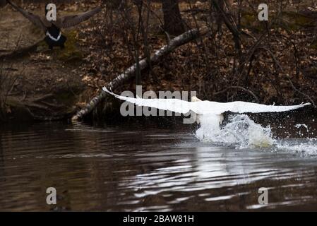 Mute Swan spritzt Wasser, während er aggressiv eine Canada Goose jagt. Stockfoto