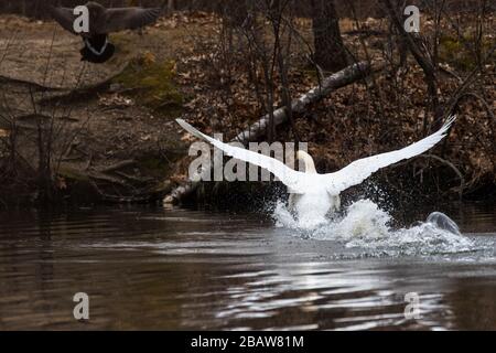 Mute Swan spritzt Wasser, während er aggressiv eine Canada Goose jagt. Stockfoto