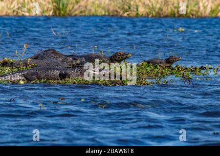 Ibera-Nationalpark, Argentinien Stockfoto