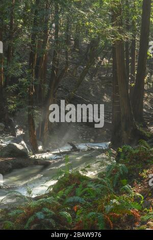 Sonne bricht im Pazifischen Nordwestkalifornien-Wald durch Nebel Stockfoto