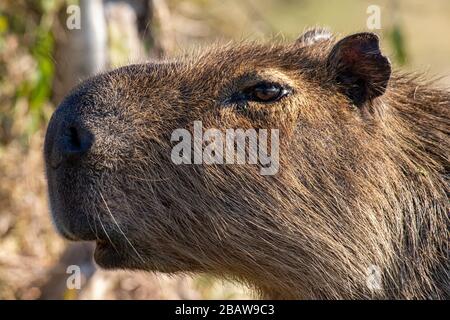 Capybara, Ibera-Nationalpark, Argentinien Stockfoto