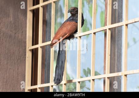 Voller Blick auf den Coucal Coccal oder Cuckoo oder Crow Fasan, Centropus sinensis sitzend im Haus in Indien auf dem Fenster Stockfoto