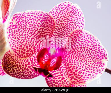 Nahaufnahme der blühenden Orchideenblume; Orchidaceen; eine der beiden größten Familien der blühenden Pflanzen Stockfoto