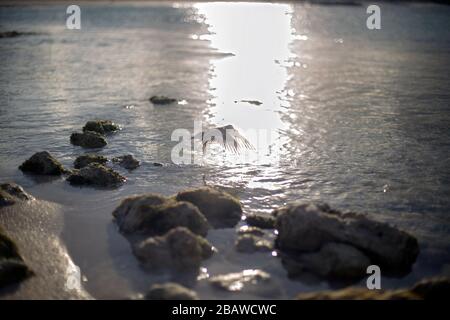Vogel im Flug über dem Wasser Stockfoto