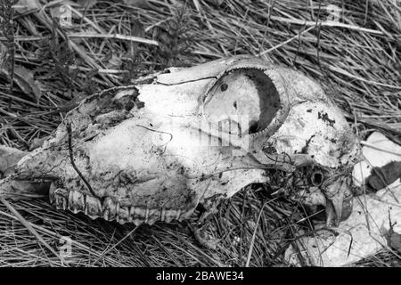 Schädel eines Schafs auf trockenem Gras, monochrom. Stockfoto