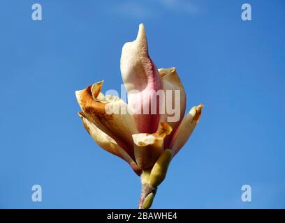 Frostschäden an einem magnolienbaum Stockfoto