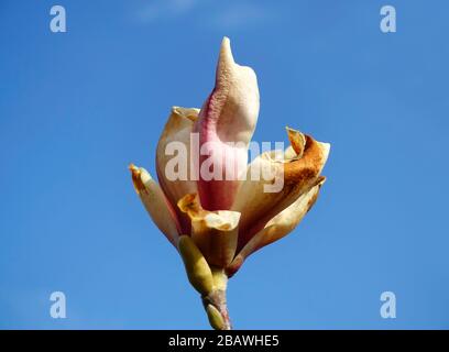 Frostschäden an einem magnolienbaum Stockfoto