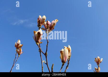 Frostschäden an einem magnolienbaum Stockfoto
