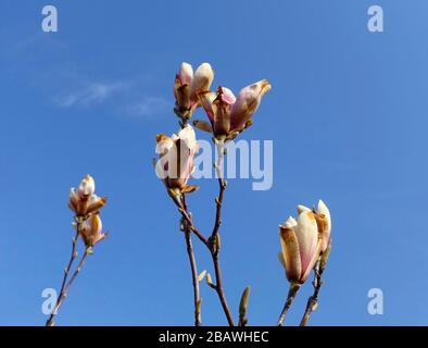 Frostschäden an einem magnolienbaum Stockfoto