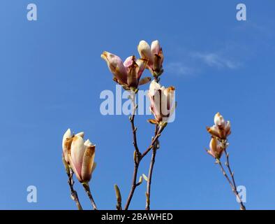 Frostschäden an einem magnolienbaum Stockfoto
