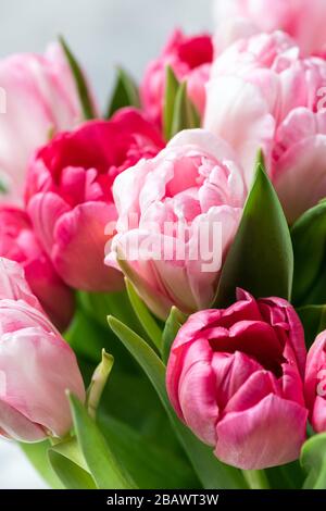 Eine Gruppe rosafarbener Tulpen als Nahaufnahme im Hintergrund Stockfoto