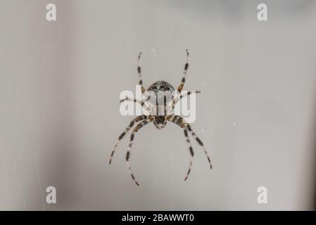 Ein Spider mit einem schönen Streifenmuster, der in seinem Kopfsteinpflaster auf dem Balkon auf Beute wartet Stockfoto