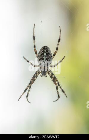 Ein Spider mit einem schönen Streifenmuster, der in seinem Kopfsteinpflaster auf dem Balkon auf Beute wartet Stockfoto