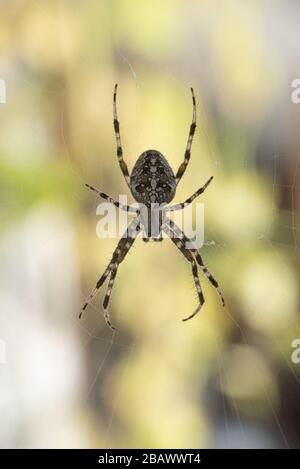 Ein Spider mit einem schönen Streifenmuster, der in seinem Kopfsteinpflaster auf dem Balkon auf Beute wartet Stockfoto